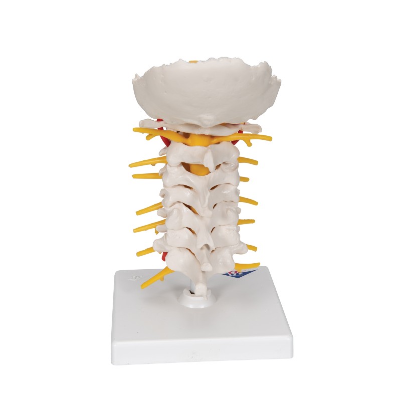 3B Scientific Cervical Spine Model | Health and Care